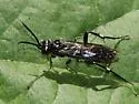 Macrophya oregona - photo 2