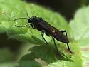 Macrophya oregona - photo 3