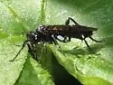 Macrophya oregona - photo 4