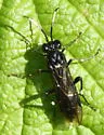 Macrophya oregona - photo 5