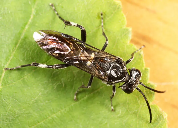 Macrophya pannosa - photo 2