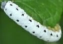 Macrophya phylacida
