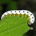 Macrophya phylacida - photo 2