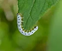 Macrophya phylacida - photo 3