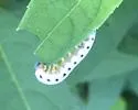Macrophya phylacida - photo 4