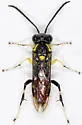 Macrophya pulchella - Macrophya pulchella