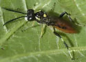 Macrophya pulchella - photo 2