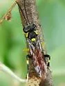 Macrophya pulchella - photo 3