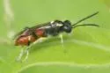 Macrophya pulchella - photo 4