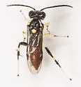 Macrophya pulchella - photo 5