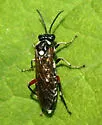 Privet Sawfly - Macrophya punctumalbum