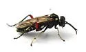 Privet Sawfly - photo 3