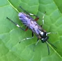 Privet Sawfly - photo 4