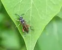 Privet Sawfly - photo 5