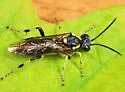 Macrophya senacca - photo 2