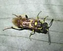 Macrophya succincta - Macrophya succincta