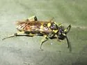 Macrophya succincta - photo 2