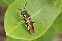 Macrophya succincta - photo 3
