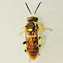 Macrophya succincta - photo 4