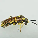 Macrophya succincta - photo 5