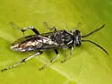 Macrophya tibiator - photo 2