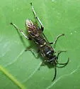 Macrophya tibiator - photo 3