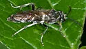 Macrophya tibiator - photo 4