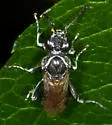Macrophya tibiator - photo 5