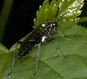 Macrophya trisyllaba - Macrophya trisyllaba
