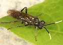 Macrophya trisyllaba - photo 2
