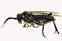 Macrophya trisyllaba - photo 3