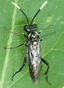 Macrophya trisyllaba - photo 4