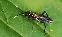 Macrophya trisyllaba - photo 5