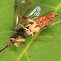 Macrophya varia - Macrophya varia