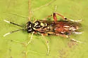 Macrophya varia - photo 2