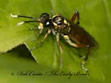Macrophya varia - photo 3