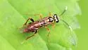 Macrophya varia - photo 4