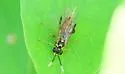 Macrophya varia - photo 5