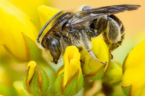 European Yellow Loosestrife Bee