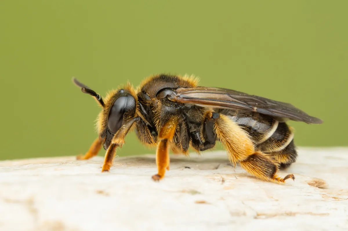 Macropis fulvipes - photo 3