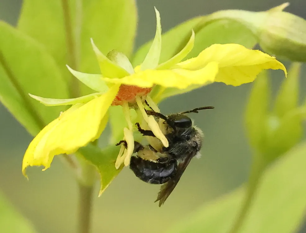 Macropis nuda
