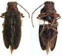 Macropogon sequoiae - Macropogon sequoiae