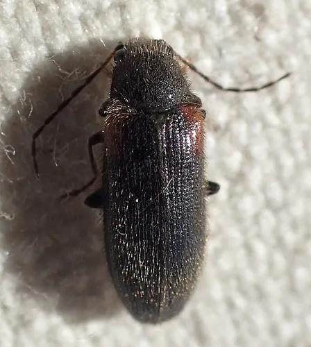 Macropogon testaceipennis
