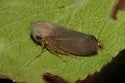 Macropsidius insignis