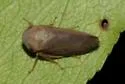 Macropsidius insignis - photo 2