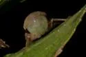 Macropsidius insignis - photo 3