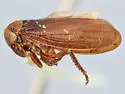 Macropsidius sauroni