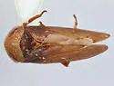Macropsidius sauroni - photo 2