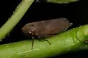 Plum Leafhopper