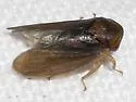 Macropsis basalis - Macropsis basalis